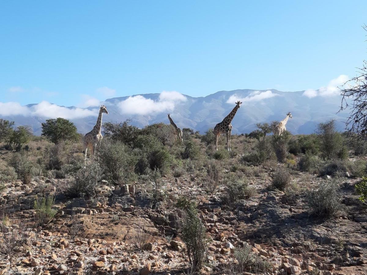 Wolverfontein Karoo Cottages Ladismith Ngoại thất bức ảnh